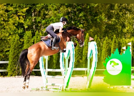 Zangersheider, Jument, 6 Ans, 162 cm, Bai