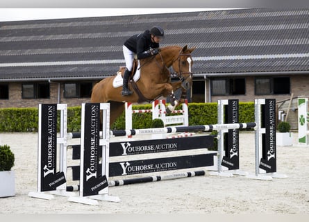 Zangersheider, Jument, 6 Ans, 166 cm, Alezan