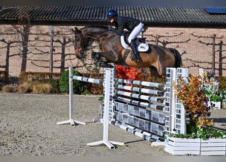 Zangersheider, Jument, 6 Ans, 166 cm, Bai brun