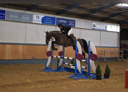 Zangersheider, Jument, 6 Ans, 167 cm, Bai brun