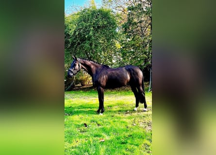 Zangersheider, Jument, 6 Ans, 169 cm, Bai