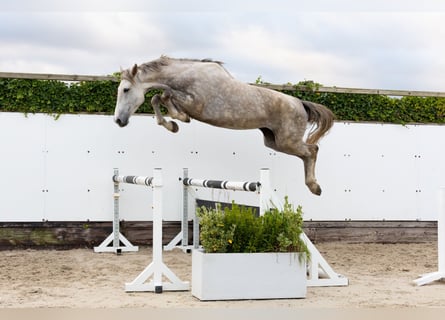 Zangersheider, Jument, 6 Ans, 172 cm, Gris