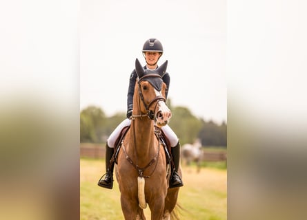 Zangersheider, Jument, 6 Ans, 173 cm, Alezan