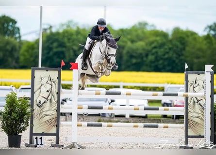 Zangersheider, Jument, 7 Ans, 165 cm, Gris