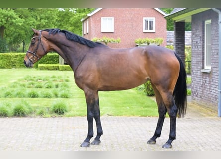 Zangersheider, Jument, 7 Ans, 167 cm, Bai brun