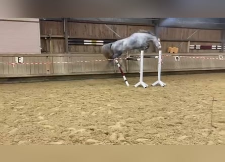 Zangersheider, Jument, 7 Ans, 167 cm, Gris