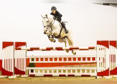 Zangersheider, Jument, 7 Ans, 167 cm, Gris