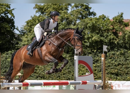 Zangersheider, Jument, 7 Ans, 168 cm, Bai Zangersheider, Jument, 7 Ans, 168 cm, Bai