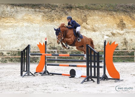 Zangersheider, Jument, 7 Ans, 170 cm, Alezan