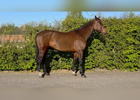 Zangersheider, Jument, 7 Ans, 176 cm, Bai brun