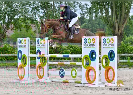 Zangersheider, Jument, 7 Ans, Alezan brûlé