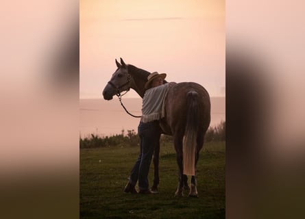 Zangersheider, Jument, 7 Ans, Gris