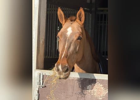 Zangersheider, Jument, 8 Ans, 168 cm, Alezan brûlé