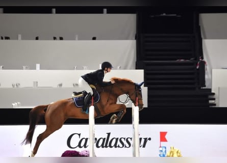 Zangersheider, Jument, 8 Ans, 168 cm, Alezan brûlé