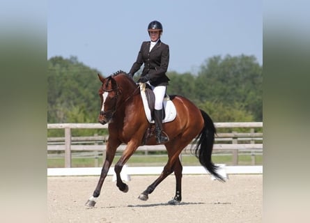 Zangersheider, Jument, 8 Ans, 170 cm, Bai