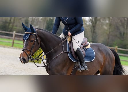 Zangersheider, Jument, 8 Ans, 175 cm, Bai brun