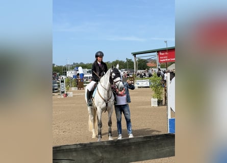 Zangersheider, Jument, 9 Ans, 167 cm, Gris
