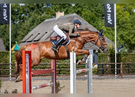 Zangersheider, Jument, 9 Ans, 168 cm, Alezan