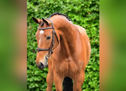 Zangersheider, Jument, 9 Ans, 168 cm, Bai