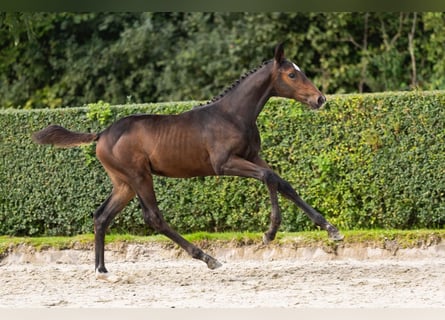 Zangersheider, Jument, Poulain (07/2025), Bai brun