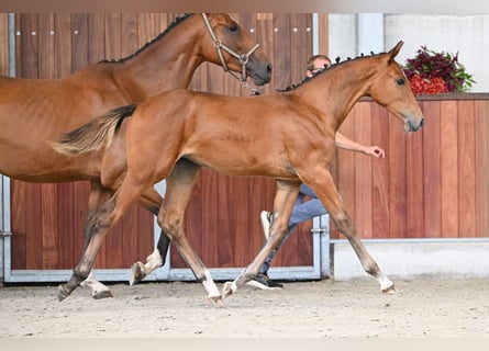 Zangersheider, Jument, Poulain (04/2025), Bai cerise