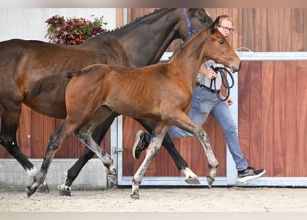 Zangersheider, Jument, Poulain (05/2025), Bai cerise