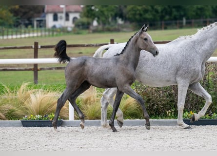 Zangersheider, Jument, Poulain (04/2024), Gris