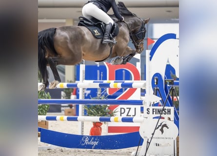Zangersheider, Mare, 10 years, 16.1 hh, Brown