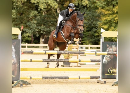 Zangersheider, Mare, 10 years, 16.1 hh, Brown