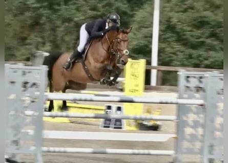 Zangersheider, Mare, 10 years, 16.2 hh, Bay