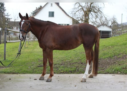 Zangersheider, Mare, 10 years, 16 hh, Chestnut-Red