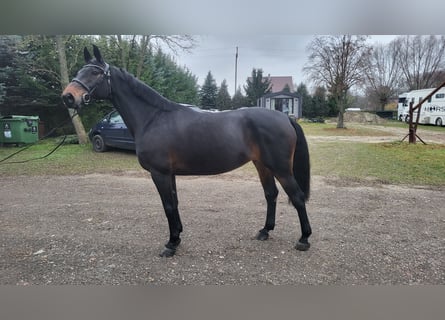 Zangersheider, Mare, 10 years, 16,1 hh, Bay-Dark