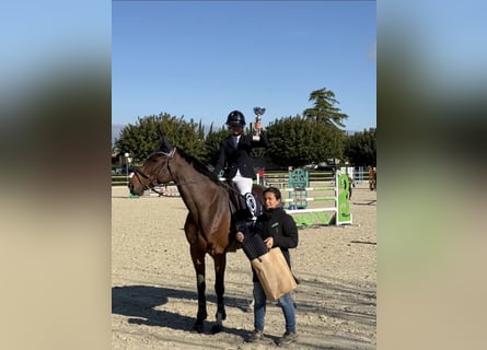 Zangersheider, Mare, 10 years, 16,1 hh, Brown