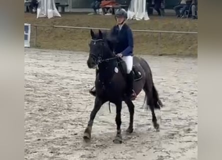 Zangersheider, Mare, 10 years, 16,1 hh, Smoky-Black