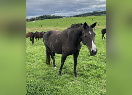 Zangersheider, Mare, 10 years, 16,1 hh, Smoky-Black