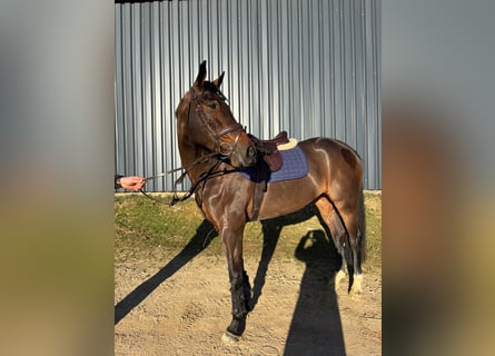 Zangersheider, Mare, 10 years, 16,2 hh, Bay-Dark