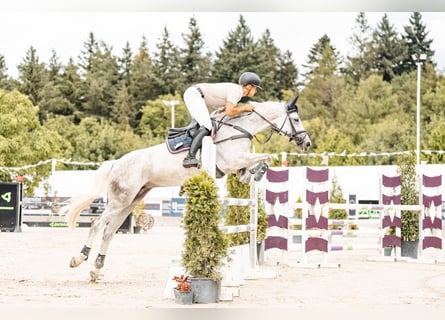 Zangersheider, Mare, 11 years, 16,2 hh, Gray