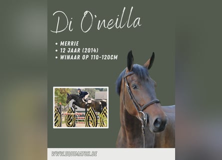 Zangersheider, Mare, 12 years, 16 hh, Brown