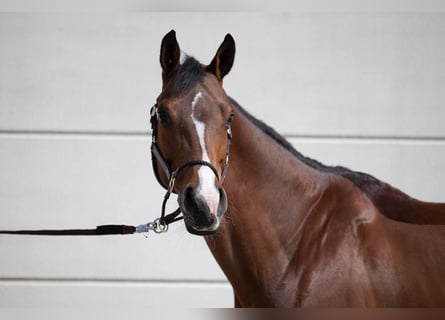 Zangersheider, Mare, 13 years, 16 hh, Brown