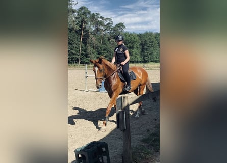 Zangersheider, Mare, 14 years, 16,2 hh, Chestnut-Red