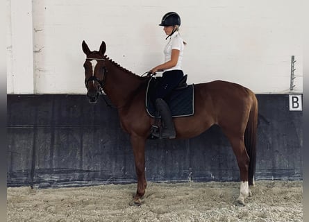 Zangersheider, Mare, 14 years, 16,2 hh, Chestnut-Red