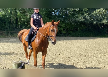 Zangersheider, Mare, 14 years, 16,2 hh, Chestnut-Red