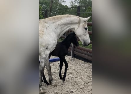 Zangersheider, Mare, 14 years, 16,3 hh, Grey