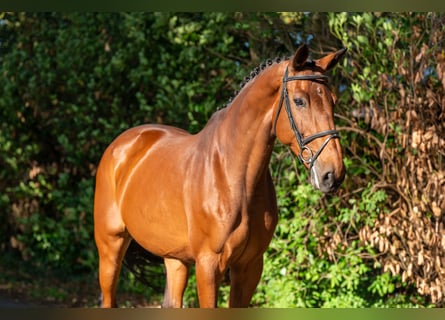 Zangersheider, Mare, 14 years, 17 hh, Brown