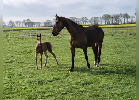 Zangersheider, Mare, 14 years, 17 hh, Brown