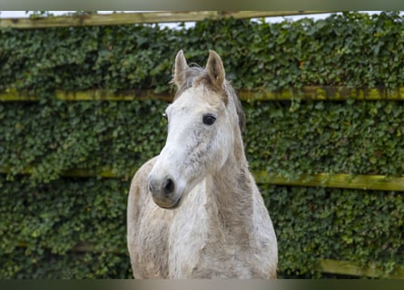 Zangersheider, Mare, 15 years, 15,3 hh, Grey