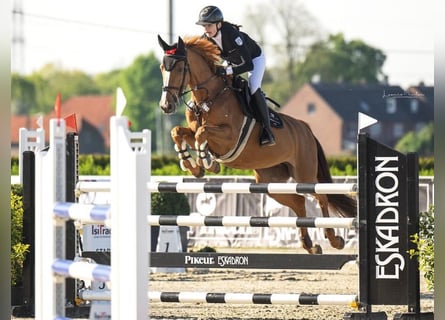 Zangersheider, Mare, 15 years, 16.1 hh, Chestnut-Red