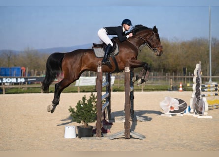 Zangersheider, Mare, 15 years, 17,1 hh, Brown