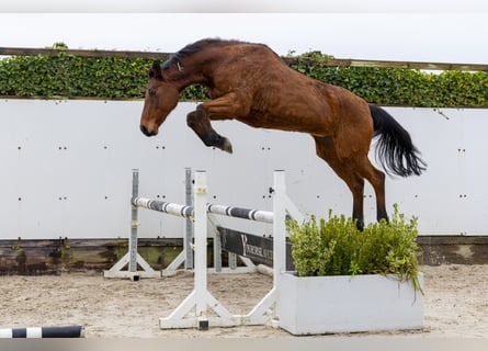 Zangersheider, Mare, 16 years, 16,2 hh, Brown
