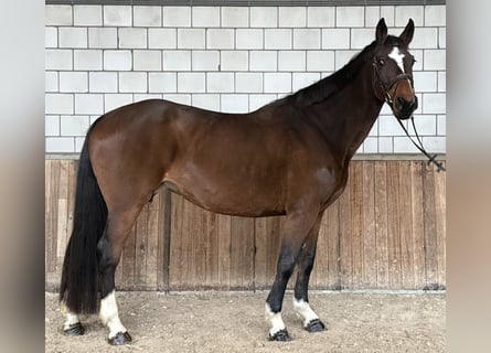 Zangersheider, Mare, 17 years, 15.3 hh, Brown